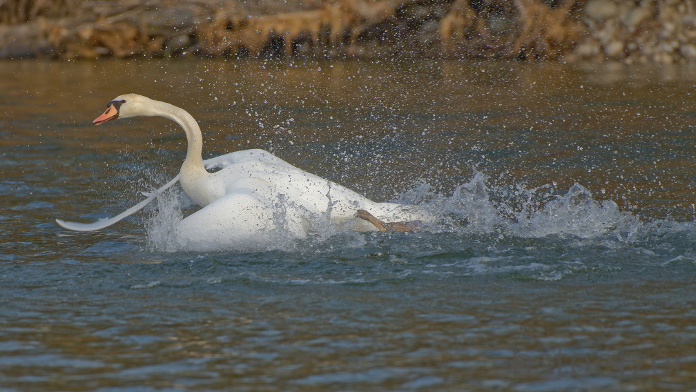 DD29C7-266B-409E-A216-72DB3FB0C261