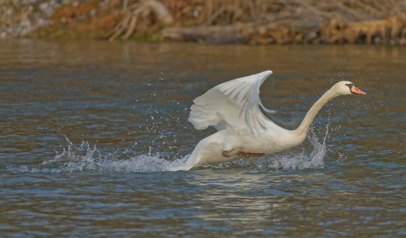 81C640E2-FC49-4A53-9E0A-9C96FB549E6C