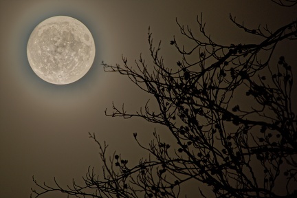 851 0845 Mond mit Ast Overlay Kopie DxO Web Schnitt-1 1380