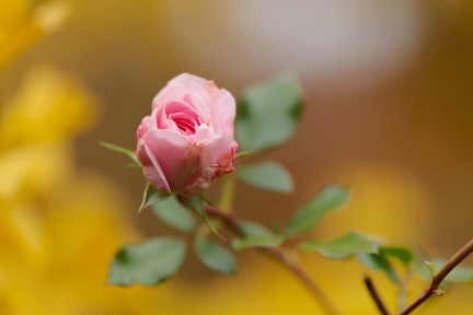 850 9404 DxO com 501 515 1487