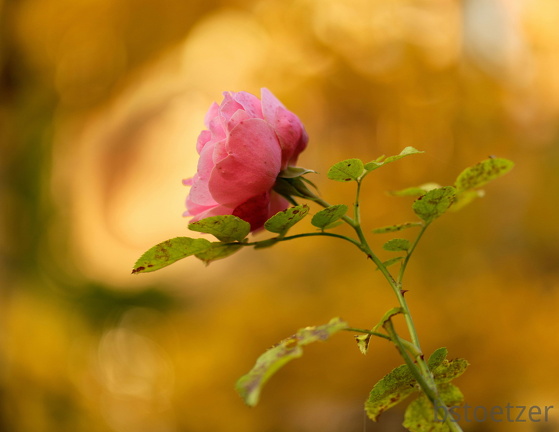 850 9430 DxO com 500 514 1488