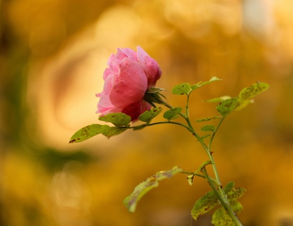 850 9430 DxO com 500 514 1488