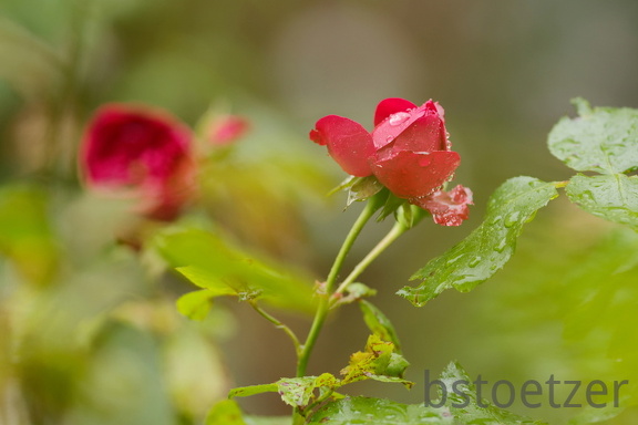 851 0124 DxO Web Schnitt 984 1500