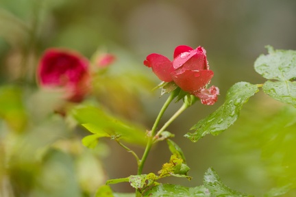 851 0124 DxO Web Schnitt 984 1500