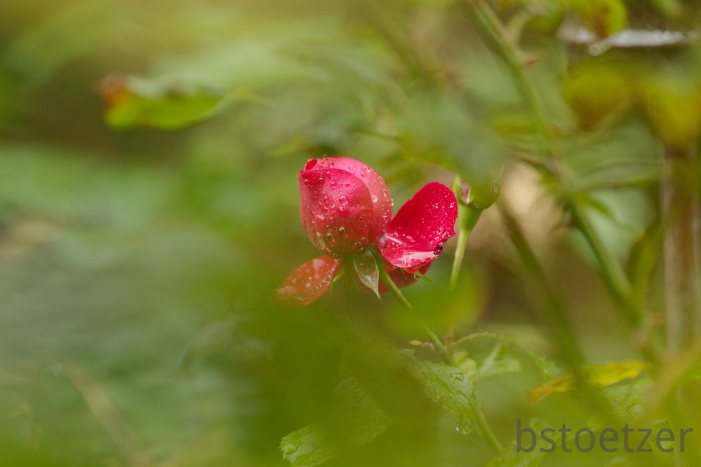 851 0126 DxO Web Schnitt 985 1501