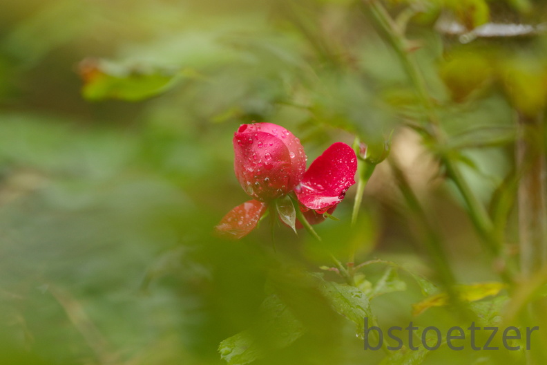 851 0126 DxO Web Schnitt 985 1501