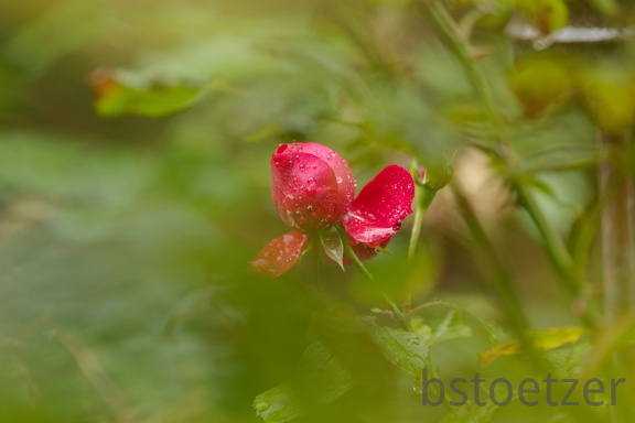 851 0126 DxO Web Schnitt 985 1501