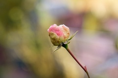 851 0630 DxO Web Schnitt-1 1336 1503