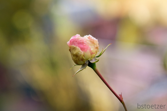 851 0630 DxO Web Schnitt-1 1336 1503