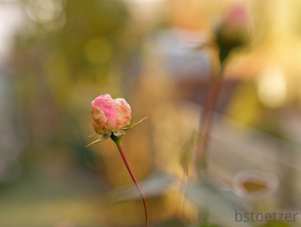 851 0631 DxO Web Schnitt-1 1365 1504