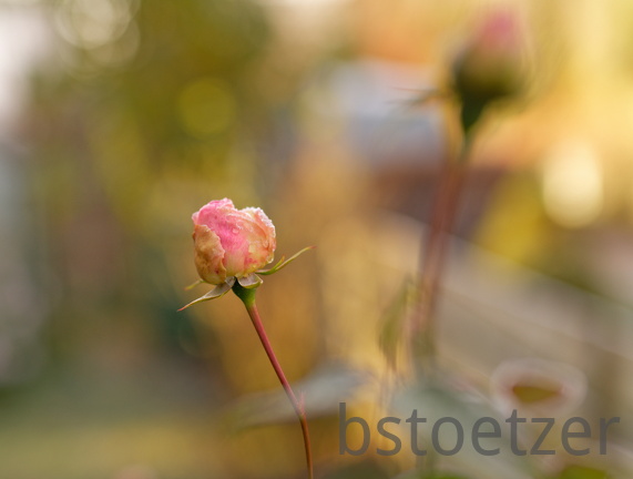 851 0631 DxO Web Schnitt-1 1365 1504