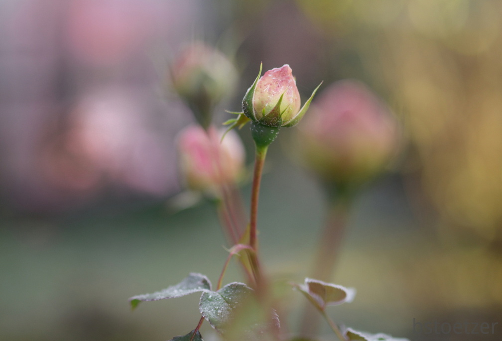 851 0638 DxO Web Schnitt-1 1335 1505