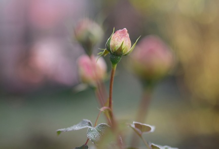 851 0638 DxO Web Schnitt-1 1335 1505