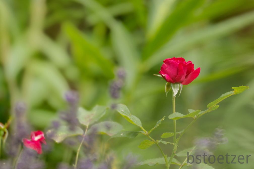 851 8616 DxO Web Schnitt 868 1489