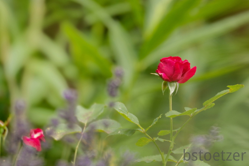 851 8616 DxO Web Schnitt 868 1489