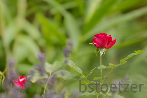 851 8616 DxO Web Schnitt 868 1489