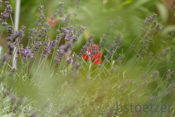 851 8617 DxO Web Schnitt 869 1490