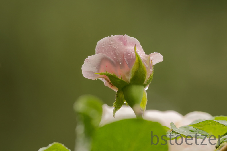 851 9449 DxO Web Schnitt 876 1492