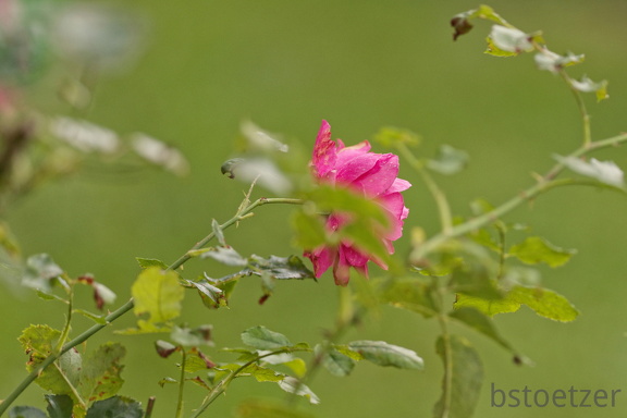 851 9600 DxO Web Schnitt 978 1495