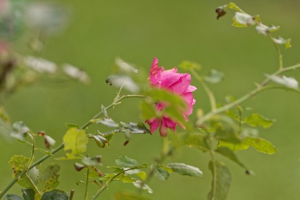 851 9600 DxO Web Schnitt 978 1495