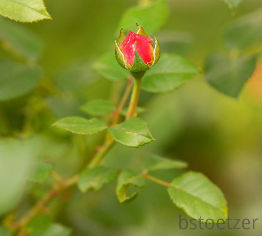 851 9611 DxO Web Schnitt 898 1496