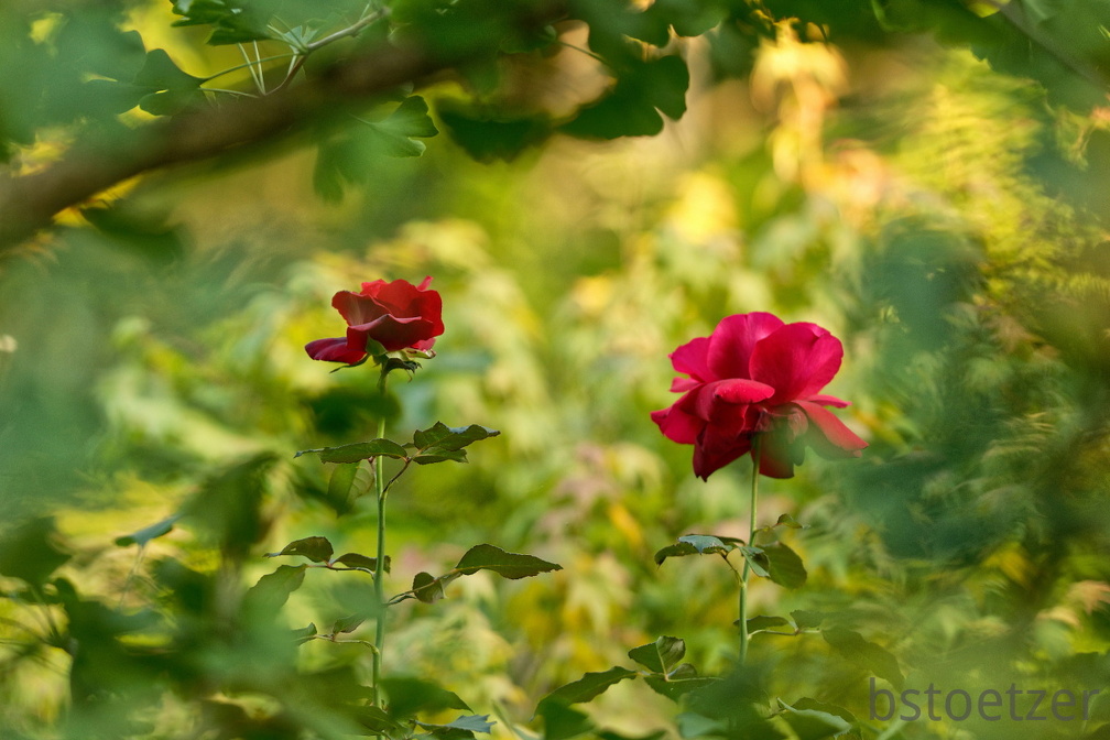 851 9725 DxO Web Schnitt 979 1497