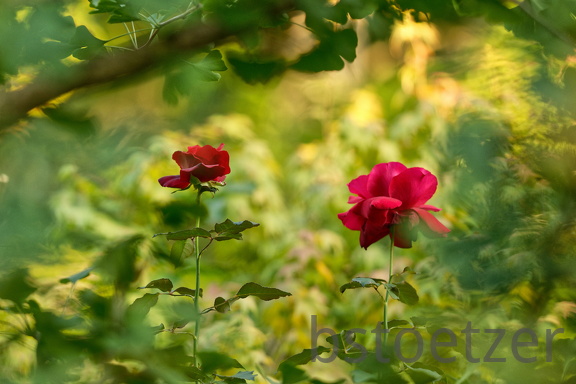 851 9725 DxO Web Schnitt 979 1497