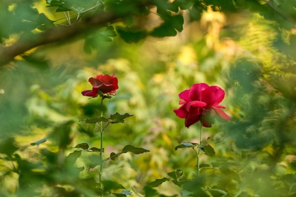 851 9725 DxO Web Schnitt 979 1497