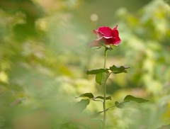 851 9739 DxO Web Schnitt corr 936 1498