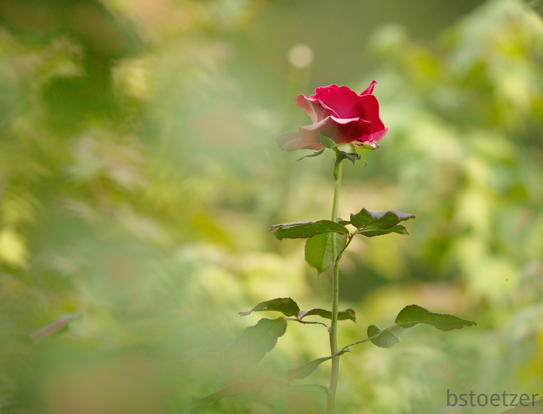 851 9739 DxO Web Schnitt corr 936 1498