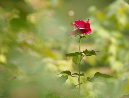 851 9739 DxO Web Schnitt corr 936 1498