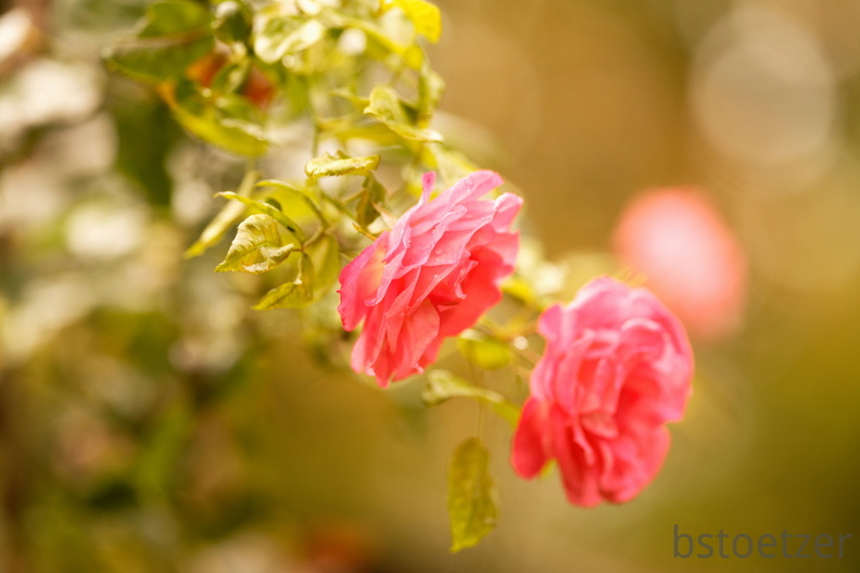 851 9812 DxO Web Schnitt 980 1499