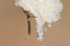 851 0960Äste SW Mond 1510