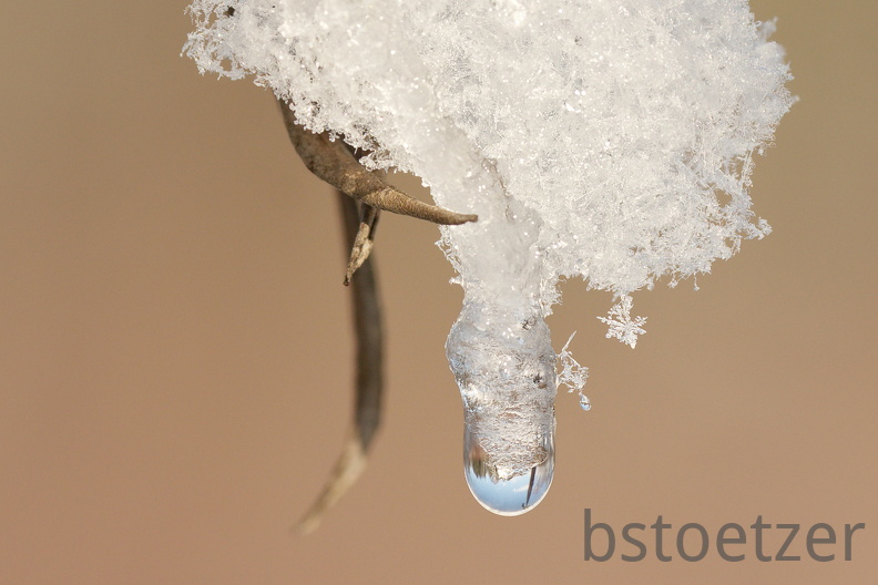 851 0960Äste SW Mond 1510