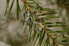 851 1515Cut final 1517