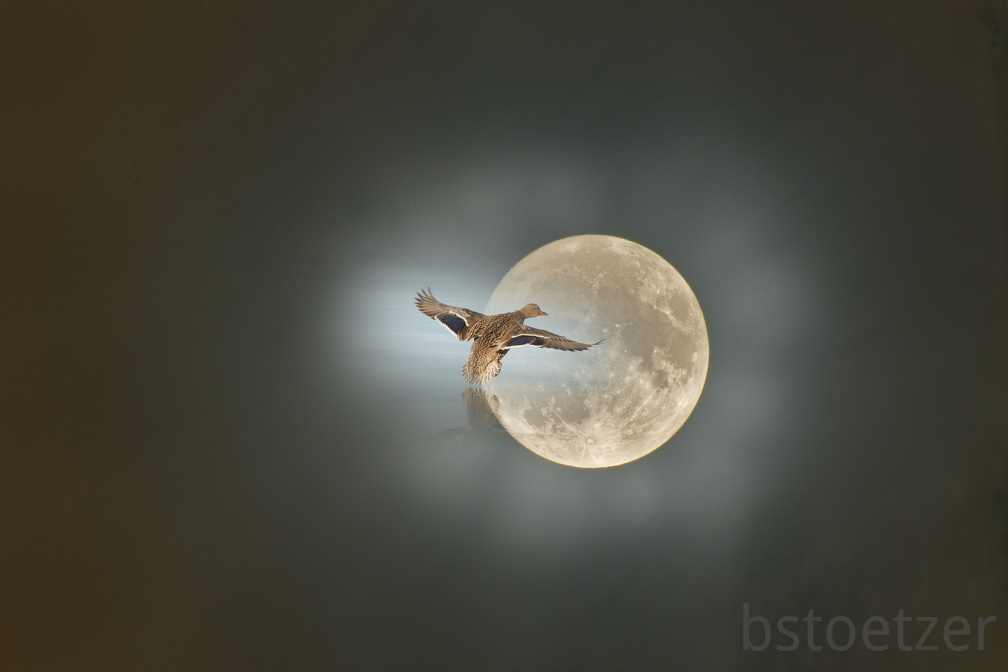 1_851 0436 DxO comp Ente Mond DxO Web Schnitt-1 1385