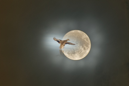 1_851 0436 DxO comp Ente Mond DxO Web Schnitt-1 1385