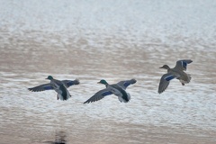 851 0656 DxO 552 1677