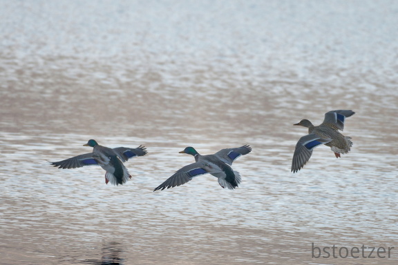 851 0656 DxO 552 1677