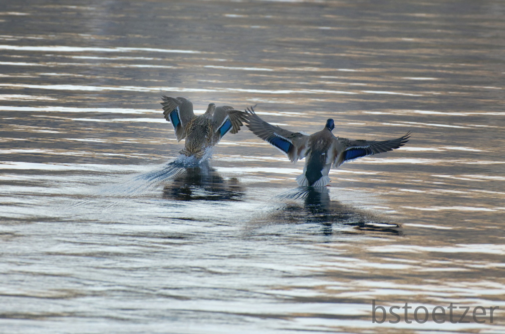 851 0705 DxO 551 1733