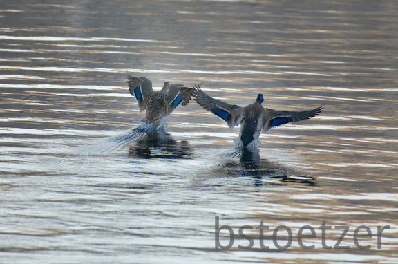 851 0705 DxO 551 1733