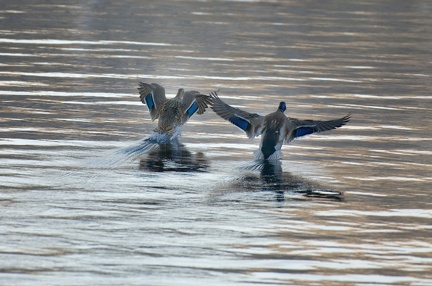 851 0705 DxO 551 1733