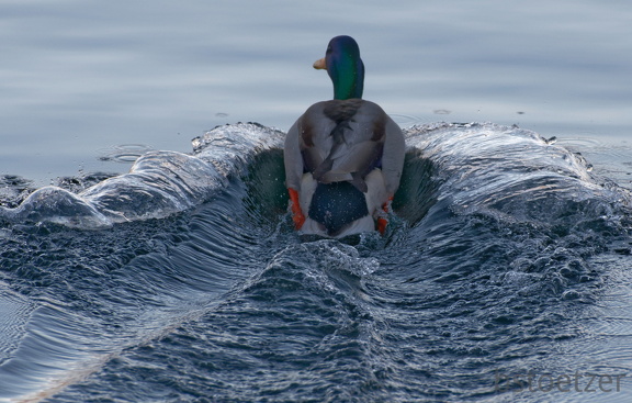 851 0724 DxO 550 1692