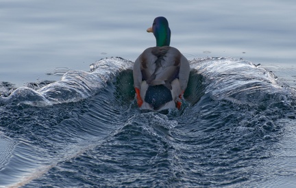 851 0724 DxO 550 1692