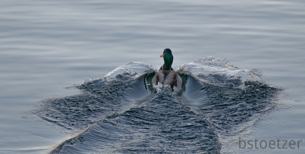 851 0726 DxO 549 1686