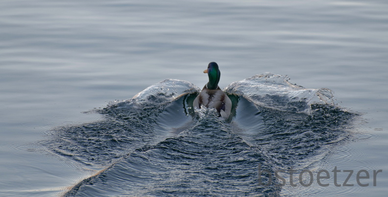 851 0726 DxO 549 1686