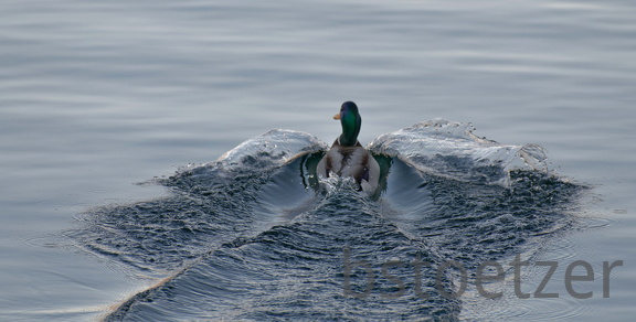 851 0726 DxO 549 1686