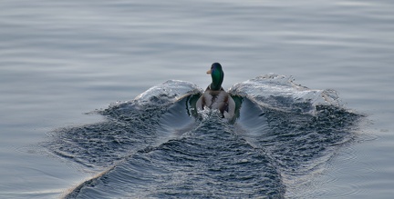 851 0726 DxO 549 1686