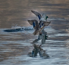 851 0737 DxO 548 1691