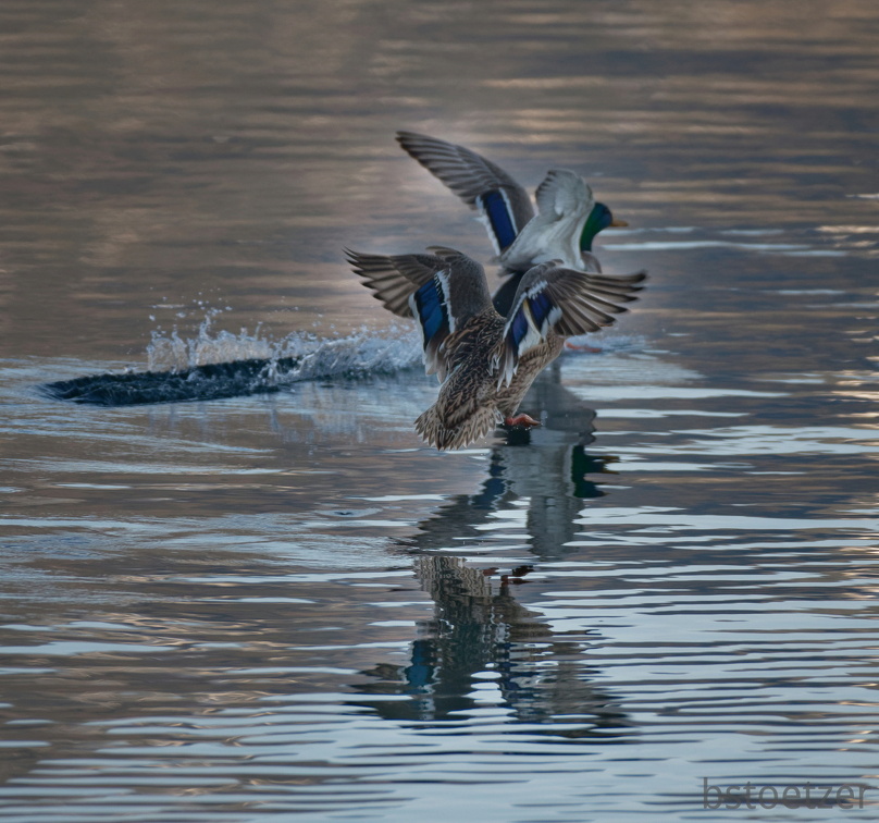 851 0737 DxO 548 1691